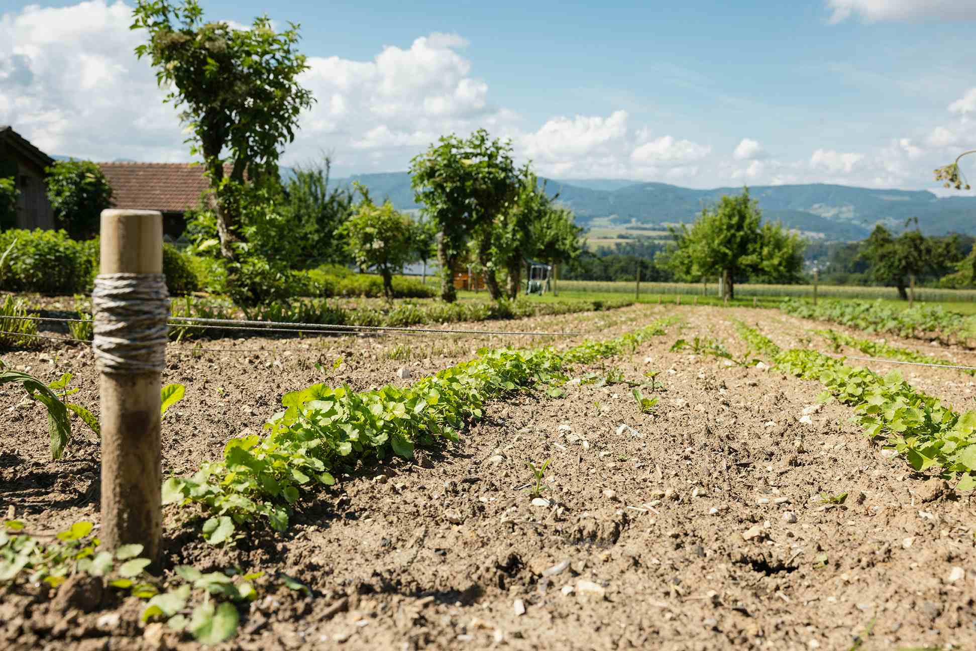 Herb Garden Nenzlingen